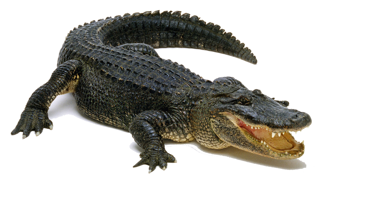 crocodile